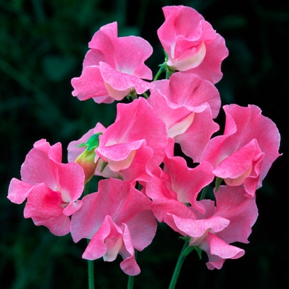 Picture of Sweet Pea - Sylvia Moore